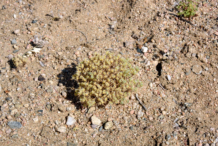 Torrey's Cryptantha has a large geographic range and is found throughout far western North America. This species prefers elevations from 1,100 to 5,000 feet (150-1,500 m). Note second much smaller plant in upper left of photo. Cryptantha torreyana